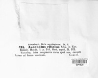 Lasiobolus papillatus image